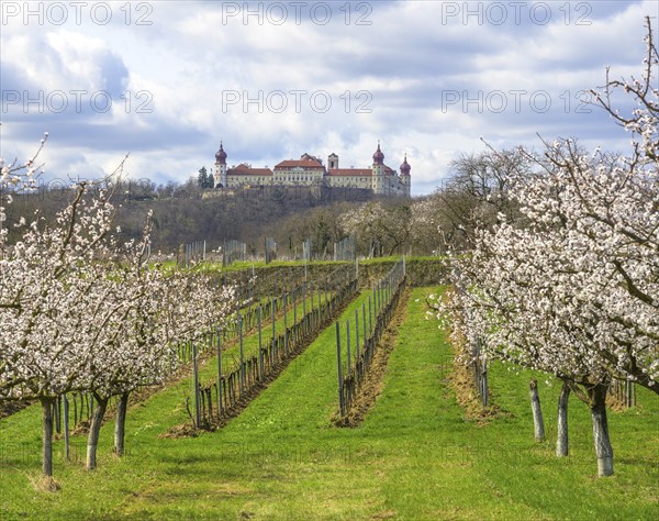 Göttweig Abbey and blossoming apricot trees, Paudorf, Lower Austria, Austria, Europe