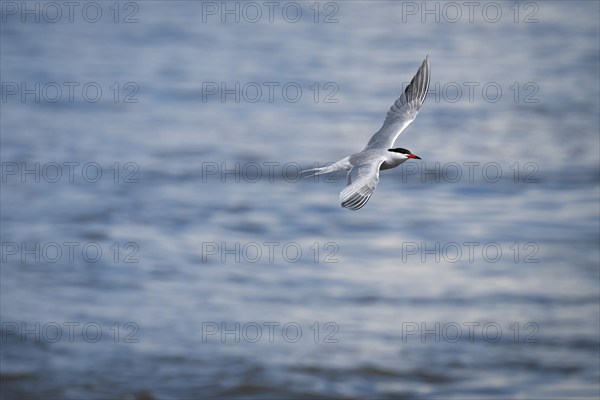 Arctic Arctic Tern (Sterna paradisea) in flight, Wadden Sea, North Frisia, Schleswig-Holstein,