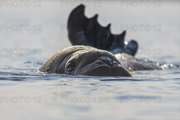 Atlantic walrus (Odobenus rosmarus rosmarus), in the water, sea, Svalbard, Norway, Europe