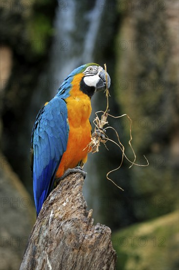 Yellow-breasted Macaw (Ara ararauna), Adult, portrait, Tree, Waiting, attentive, feeding, foraging,
