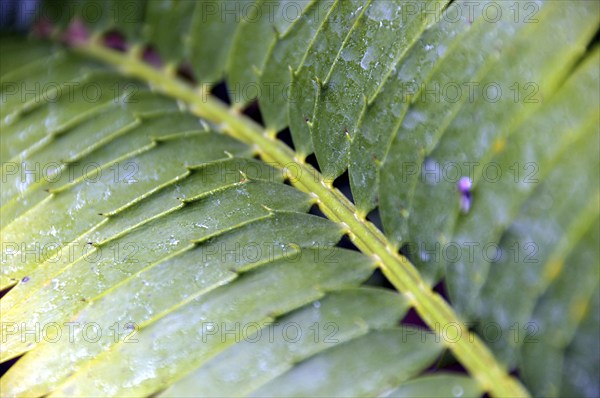 Bread palm fern, Encephalartos transvenosus, South Africa, Africa