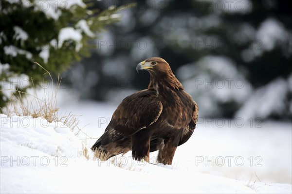 Golden eagle (Aquila chrysaetos), adult in the snow, on the ground, in winter, snow, Zdarske Vrchy,