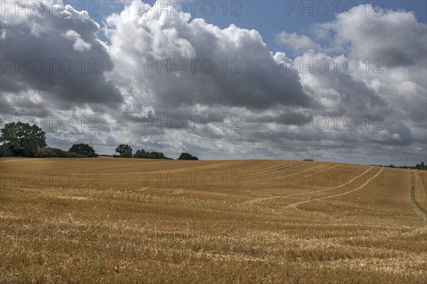 Harvested barleys (Hordeum vulgare), cloudy sky, Vitense, Mecklenburg-Vorpommern, Germany, Europe