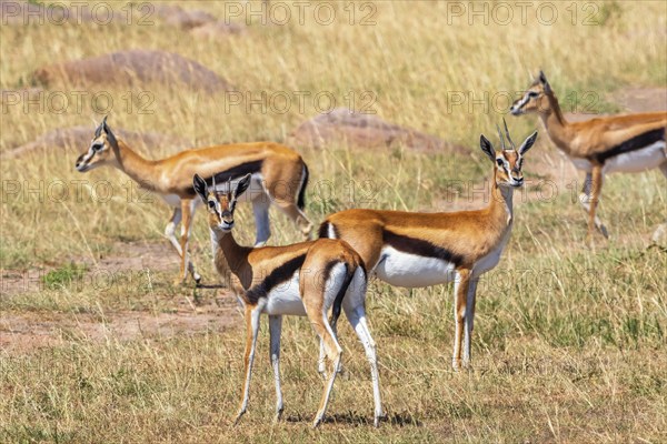 Flock with Thomson's gazelle (Eudorcas thomsonii) on the grass savanna in Africa, Maasai Mara