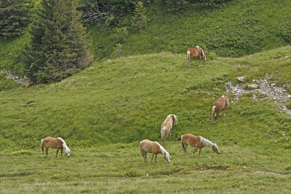 Haflinger, Ebbs, Tyrol, Austria, Europe