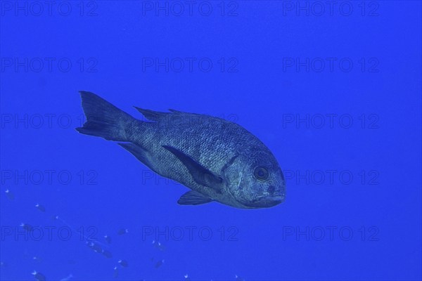 Black and white snapper (Macolor niger), Dangerous Reef Dive Site, St Johns Reef, Saint Johns, Red