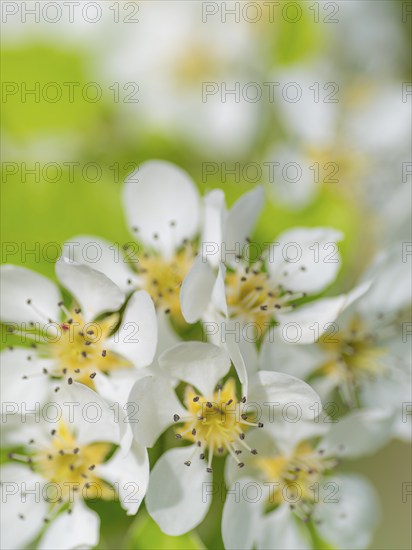 Blossoms of a pear (Pyrus), fruit tree, diffuse background, cropped, portrait format, nature photo,