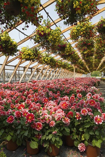 Yellow and red flowers in hanging baskets plus red and white Dahlias in containers inside