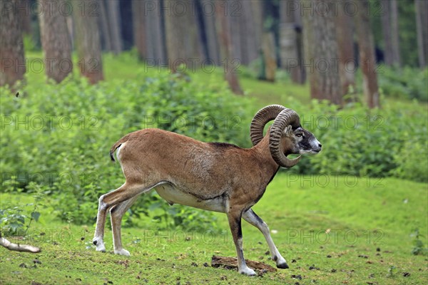 Mouflon (Ovis aries musimon), Haltern, North Rhine-Westphalia, Germany, Captive, Europe