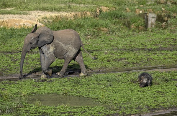 African forest elephant (Loxodonta cyclotis) and giant forest hog (Hylochoerus meinertzhageni) in