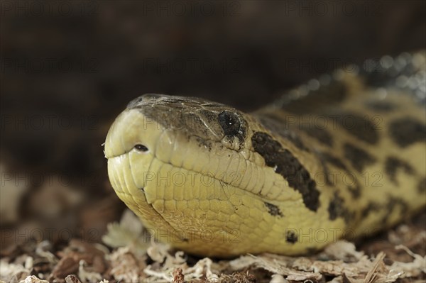 Common anaconda (Eunectes murinus), captive, occurring in South America
