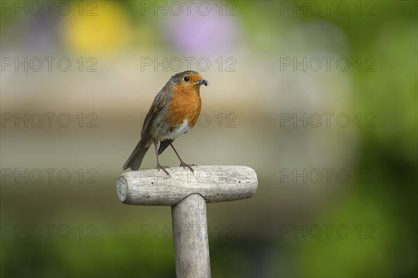 European robin (Erithacus rubecula) adult bird on a garden fork handle with food in its beak,