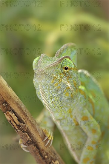 Veiled chameleon (Chamaeleo calyptratus), female, captive, occurring in the Arabian Peninsula