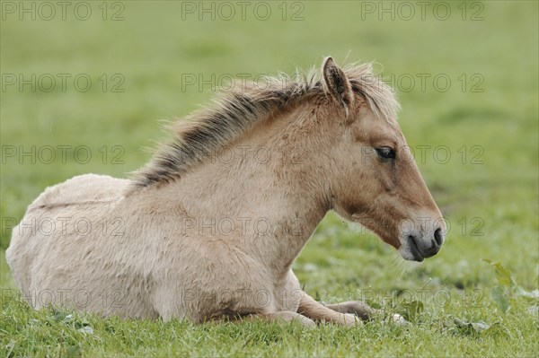 Dülmener Wildpferd, foal, Merfelder Bruch, Dülmen, North Rhine-Westphalia, Germany, Europe