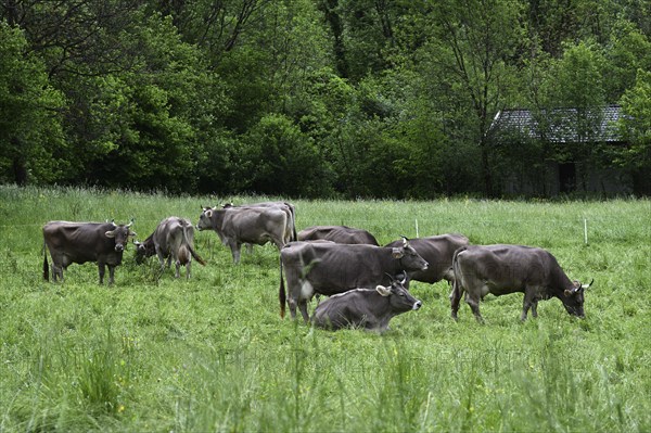Brown Swiss dairy cows grazing in the meadow in italians Alps, Lombardy, Italy, Europe