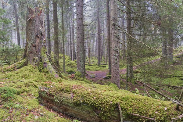 Natural old spruce forest with a moss covered tree log and a tree stump at autumn, Sweden, Europe