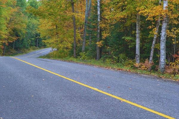 Road winds through an autumn forest with colourful foliage and a yellow centre line, Autumn,