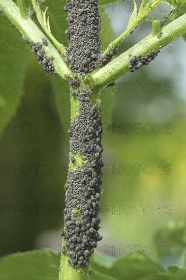 Black elderberry aphids (Aphis sambuci) colony on elderberry stems (Sambucus) Allgäu, Bavaria,