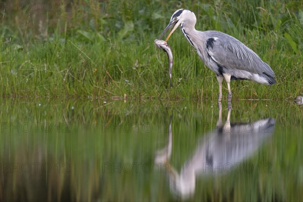 Grey heron (Ardea cinerea) with fish as prey, Aviemore, Scotland, Great Britain
