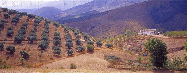 Landscape with Olive Groves in Granada Province, Andalusia, Spain, Southern Europe. Scanned slide,