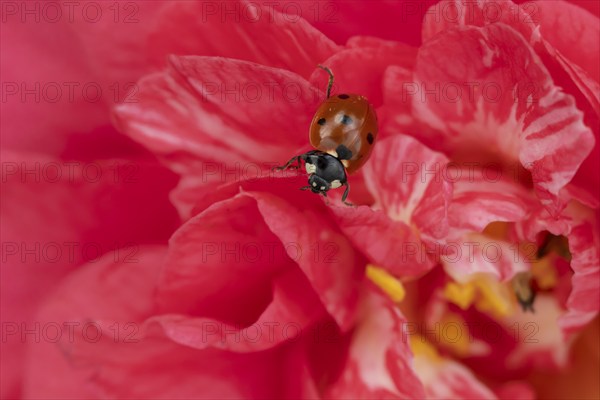 Seven-spot ladybird (Coccinella septempunctata) adult insect on a pink garden Camellia flower in