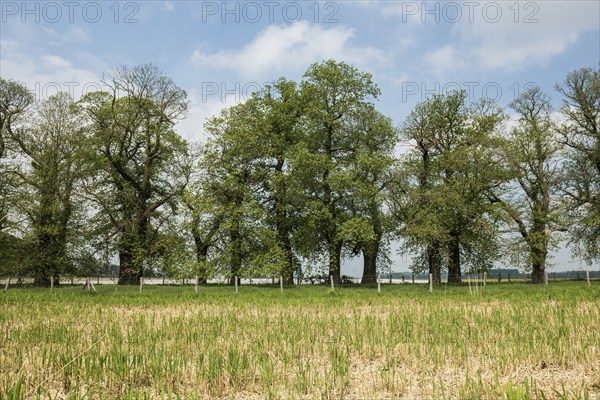 Tree avenue, sweet chestnut, chestnuts, Schloss Dyck, Jüchen, Lower Rhine, North Rhine-Westphalia,