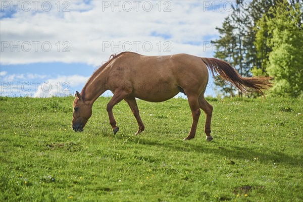 American Quarter Horse on a meadow, Bavaria, Germany, Europe