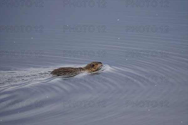 Nutria in a lake, March, Saxony, Germany, Europe