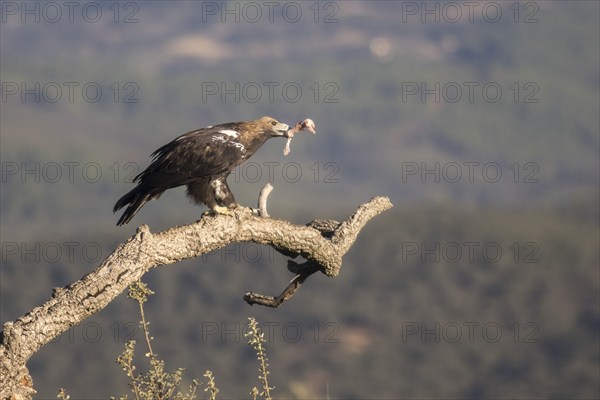 Iberian Eagle (Aquila adalberti), Spanish imperial eagle, Extremadura, Castilla La Mancha, Spain,