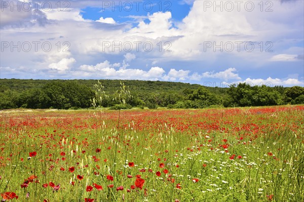 Poppy field in the Drôme department in the Auvergne-Rhône-Alpes region, France, Europe