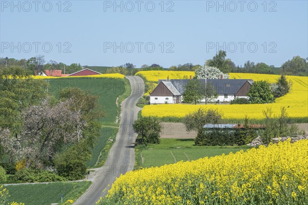 Country road through landscape with farms and rape fields in Sjörup, Ystad Municipality, Skåne