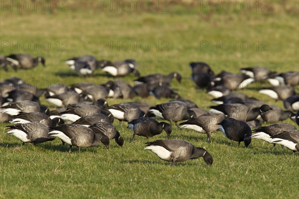 Brent goose (Branta bernicla) adult birds feeding on grassland, Norfolk, England, United Kingdom,