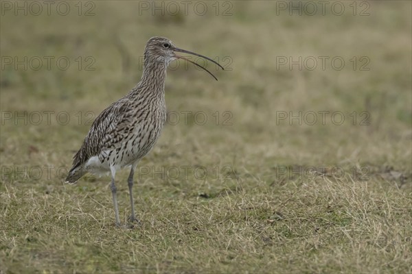 Eurasian curlew (Numenius arquata) adult bird calling on grassland in spring, England, United