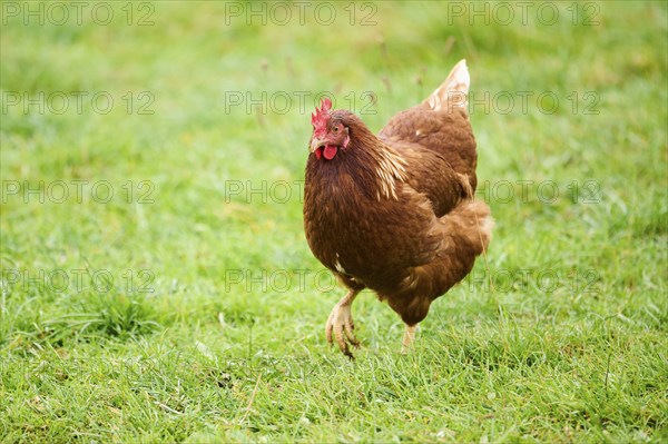 A brown feathered chicken with a red comb walking through green grass outdoors, Chicken (Gallus