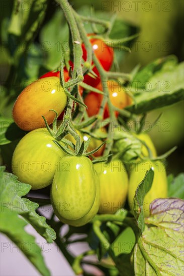 Close-up of tomatoes (Solanum lycopersicum) on the plant in the garden in various states of