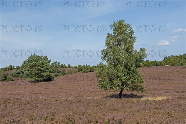 Heather blossom, trees, birch, Wilseder Berg near Wilsede, Bispingen, Lüneburg Heath, Lower Saxony,