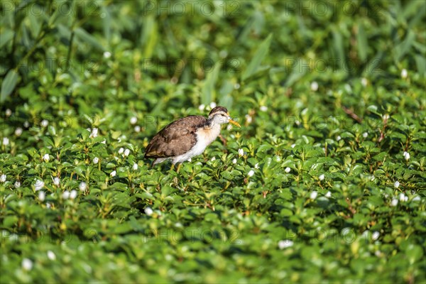 Yellow-fronted Jacana runs on aquatic plants, Tortuguero National Park, Costa Rica, Central America