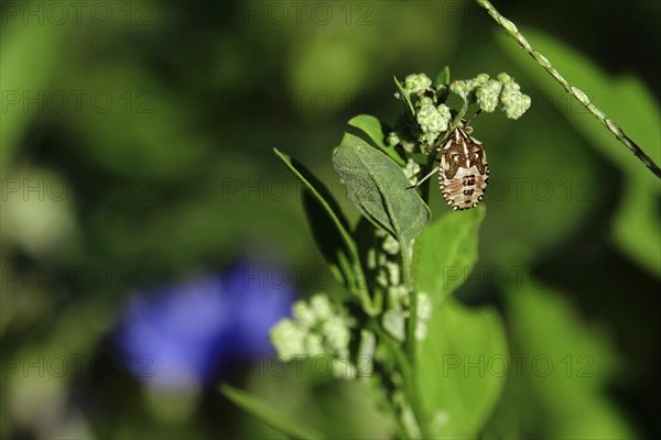 Bug in a garden, summer, Germany, Europe