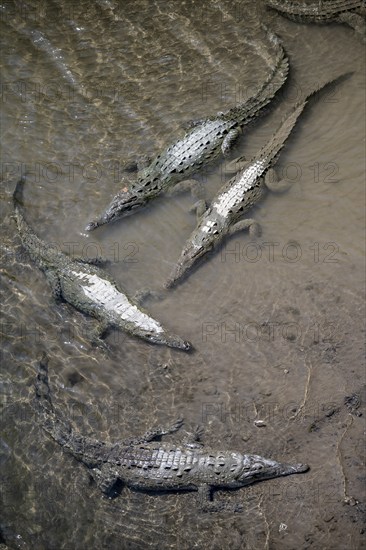 American crocodile (Crocodylus acutus) swimming in the water, from above, Rio Tarcoles, Carara