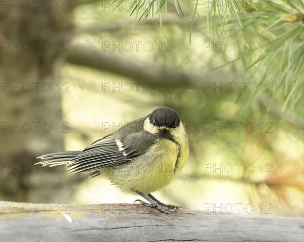 Great tit (Parus major), young bird, sitting on trunk, frontal view, pine needles on top right,