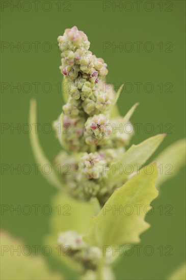 Red goosefoot or red goosefoot (Oxybasis rubra, Chenopodium rubrum), North Rhine-Westphalia,