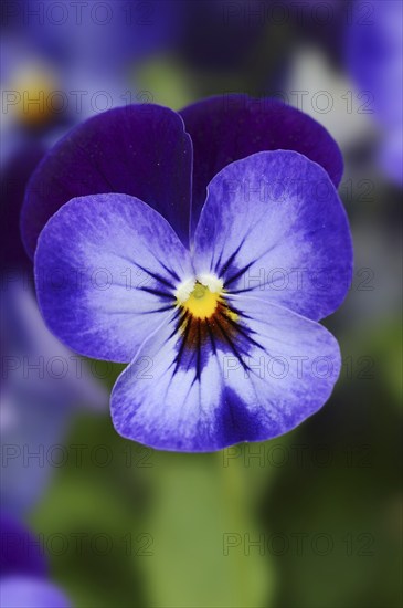 Horned violet or horned pansy (Viola cornuta), flower, North Rhine-Westphalia, Germany, Europe