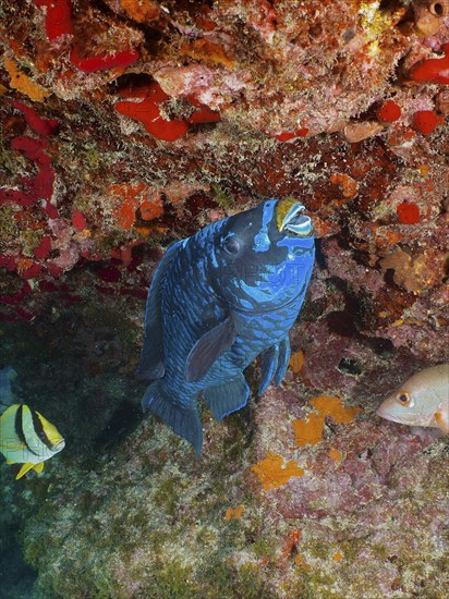 A dark blue Midnight parrotfish (Scarus coelestinus) near a colourful coral reef. Dive site John