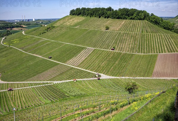 Vineyards at the Weibertreu castle ruins, Weinsberg, Neckargemünd, Baden-Württemberg, Germany,