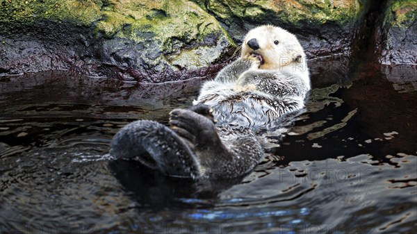 Ein Seeotter treibt entspannt auf dem Rücken im Wasser neben Felsen, Enhydra Lutris, Ocenario de