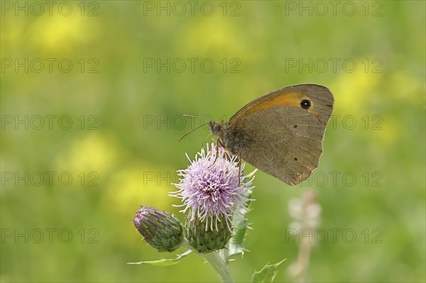 Meadow Brown (Maniola jurtina), collecting nectar from a thistle (Cirsium arvense) flower,