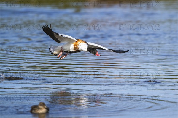 Common Shelduck, Tadorna tadorna bird in flight on marshes