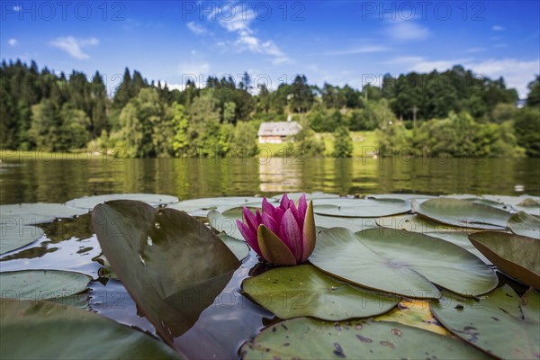Klosterweiher, Dachsberg, Hotzenwald, Southern Black Forest, Black Forest, Baden-Württemberg,