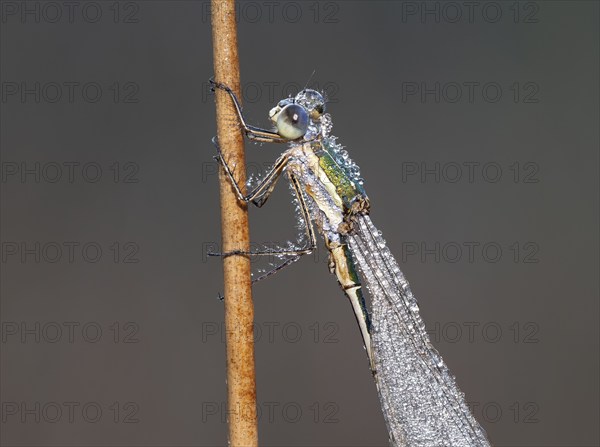 Emerald Damselfly (Lestes sponsa) sits on a rush stalk, the first rays of sunlight dry the wings,
