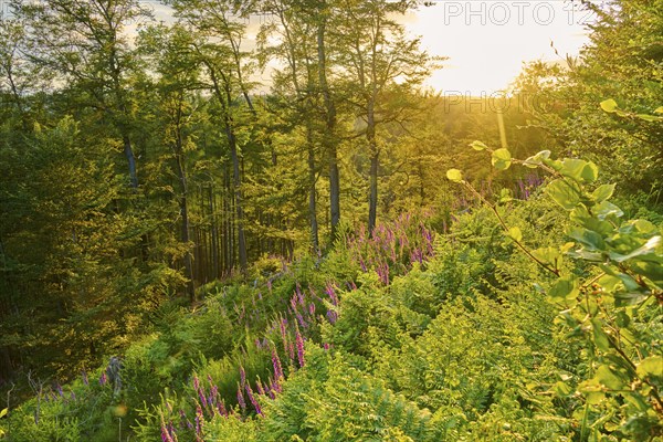 Forest in low mountain landscape in summer at sunset with sunbeams, green plants, ferns and Common
